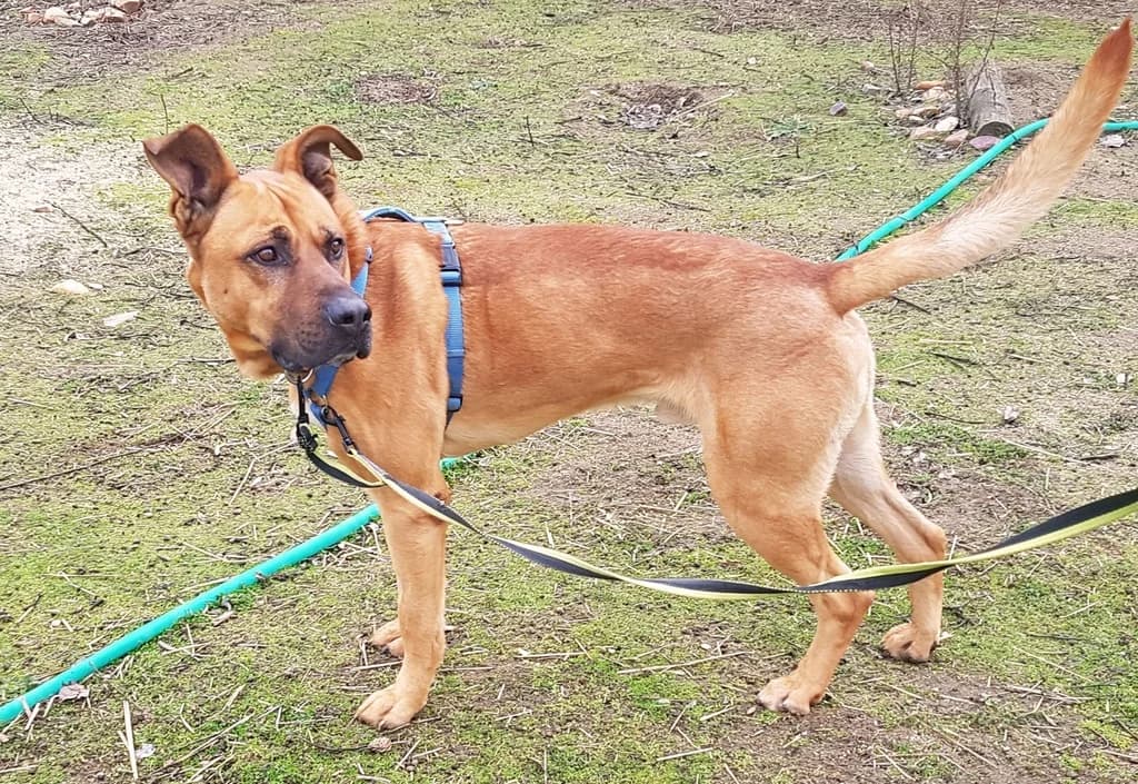 KOKO, male 3yo mixed breed for adoption at ANAA Madrid, Madrid