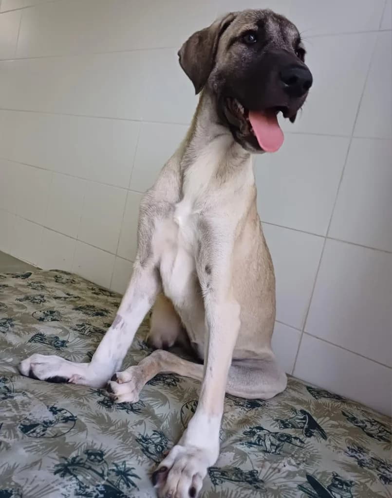 NATA, female young mixed breed for adoption at ANAA Madrid, Madrid