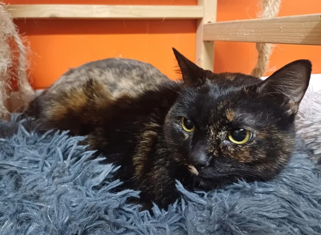 MADAME, female 7yo Mixed Breed for adoption at ANAA Madrid, Madrid