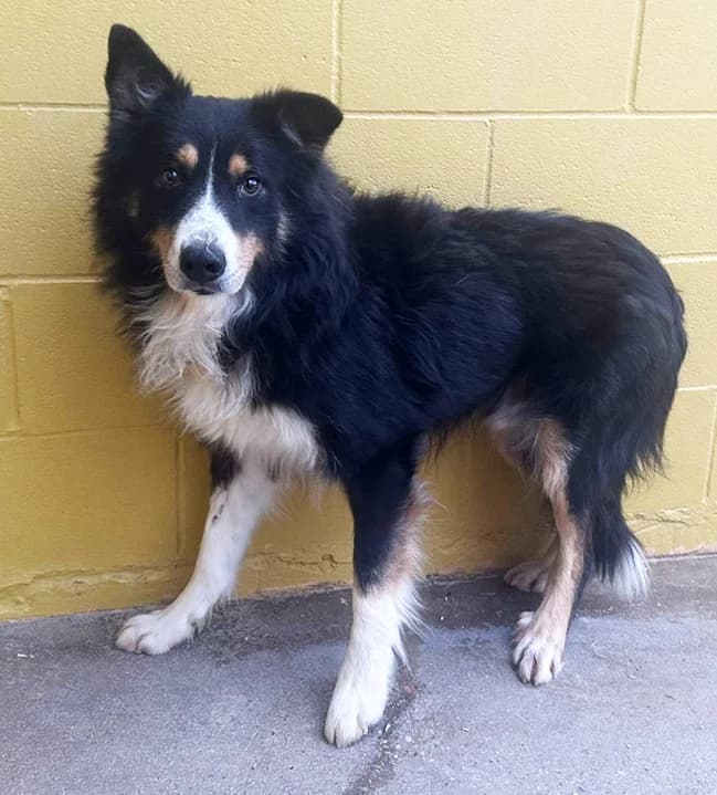 CLEMENTINO, male young Border Collie for adoption at ANAA Madrid, Madrid