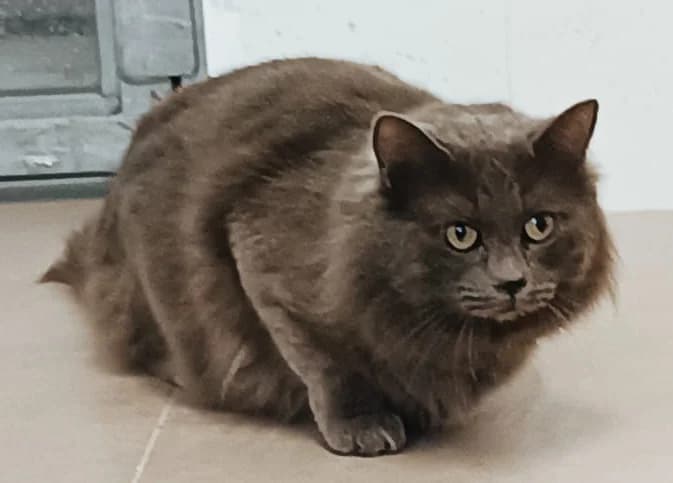 PALAOS ERAS, male 6yo Mixed Breed for adoption at ANAA Madrid, Madrid