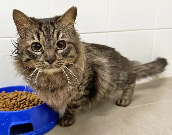 TOBAGO ERAS, male 6yo Mixed Breed for adoption at ANAA Madrid, Madrid