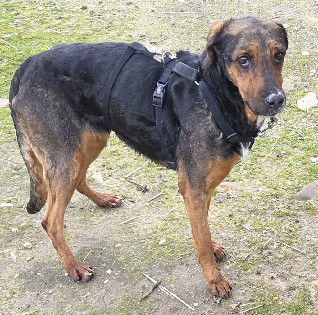 AYLA FAPAM, female senior Mixed Breed for adoption at ANAA Madrid, Madrid