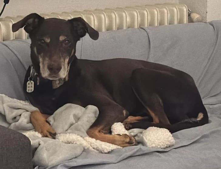 SAZCA, female senior mixed breed for adoption at ANAA Madrid, Madrid