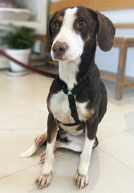 FICHA FAPAM, female young mixed breed for adoption at ANAA Madrid, Madrid