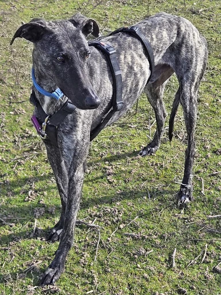 MILLET, male 3yo Greyhound for adoption at ANAA Madrid, Madrid