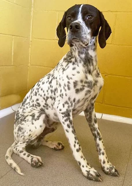 LUCHO, male puppy Pointer for adoption at ANAA Madrid, Madrid