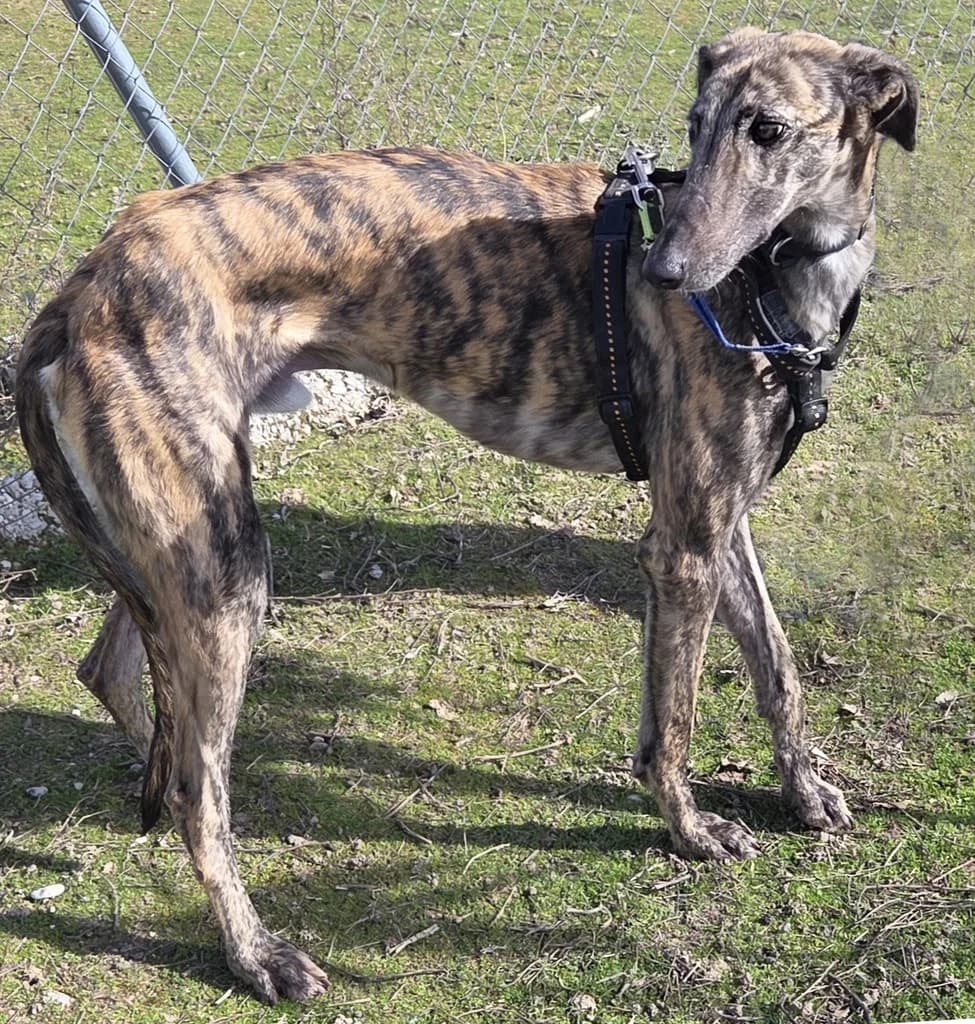 BOBBY, male young Greyhound for adoption at ANAA Madrid, Madrid