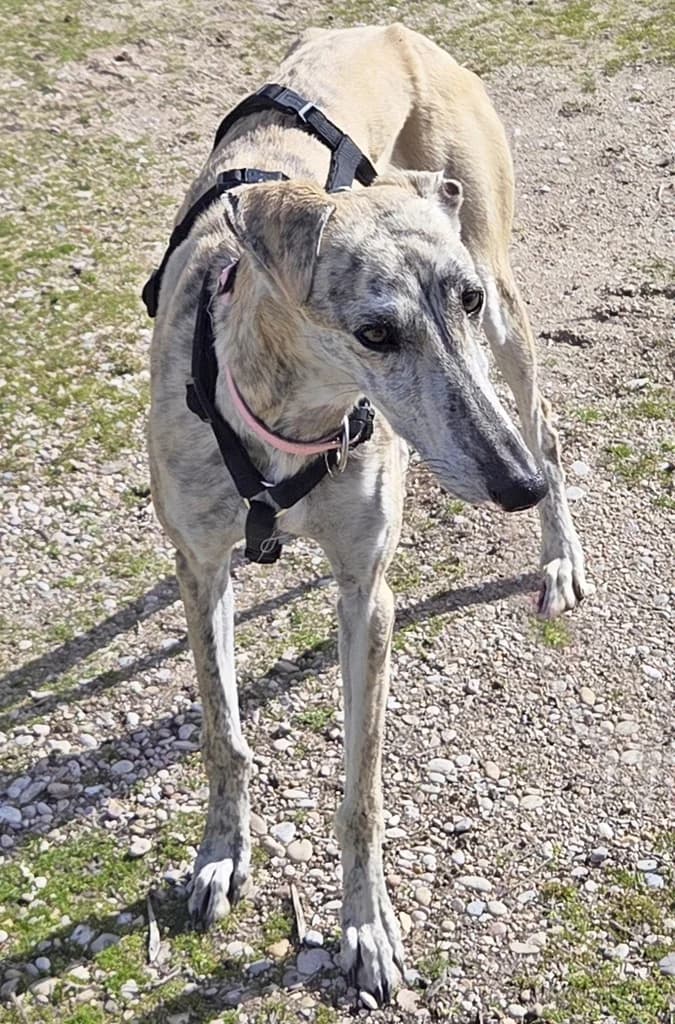 BIBBY, female young Greyhound for adoption at ANAA Madrid, Madrid