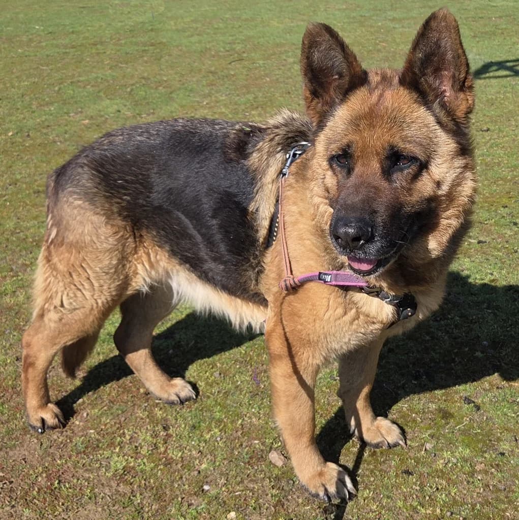 NUT, female senior mixed breed for adoption at ANAA Madrid, Madrid