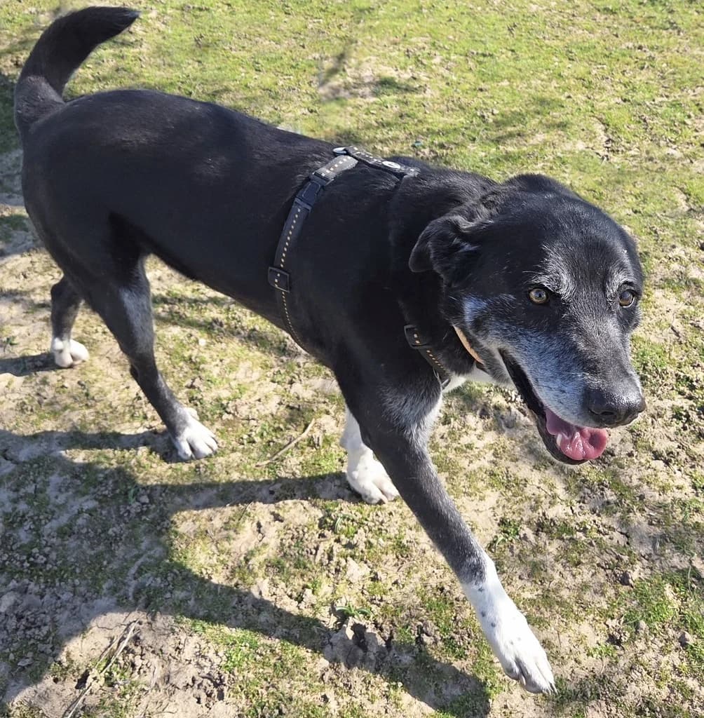 MIMO, male 7yo mixed breed for adoption at ANAA Madrid, Madrid