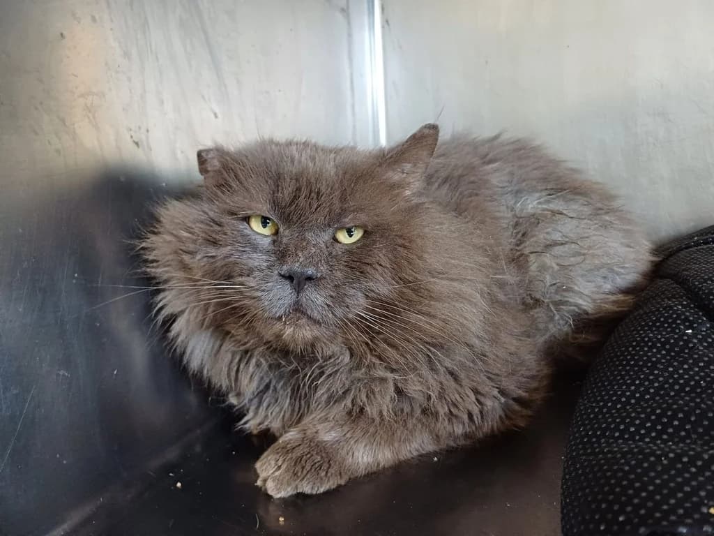 CHUPI, male 6yo mixed breed for adoption at ANAA Madrid, Madrid