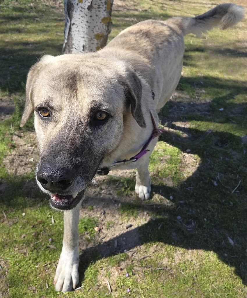 TOFFEE, male 4yo mixed breed for adoption at ANAA Madrid, Madrid