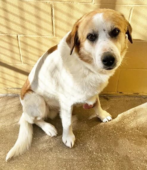 RONALDIÑO, male 5yo mixed breed for adoption at ANAA Madrid, Madrid