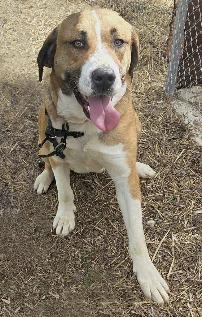 PERLA, female young mixed breed for adoption at ANAA Madrid, Madrid