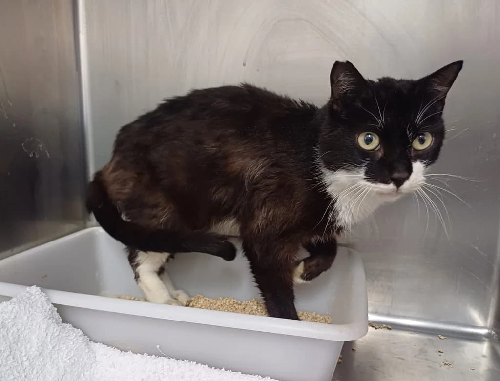 TINTAS, male 5yo Mixed Breed for adoption at ANAA Madrid, Madrid