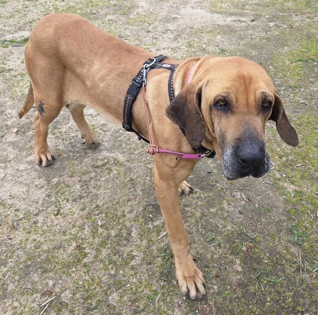 BEA, female 4yo mixed breed for adoption at ANAA Madrid, Madrid