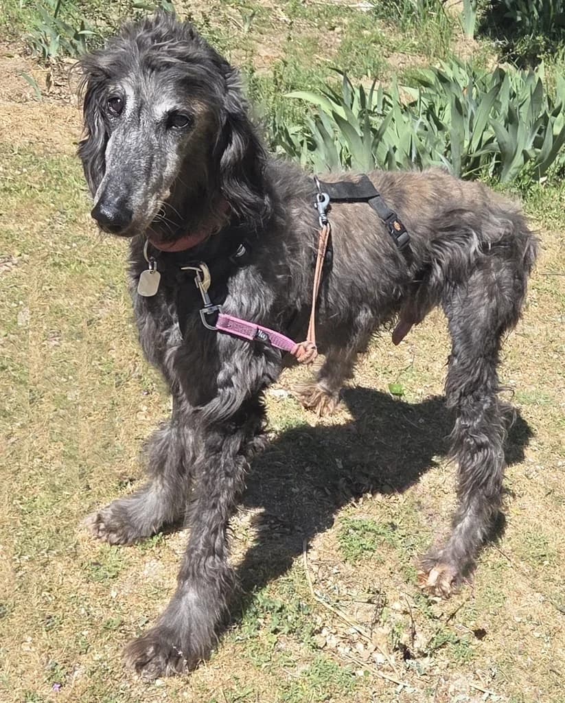 MOLIERE, male senior mixed breed for adoption at ANAA Madrid, Madrid