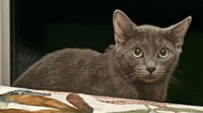 POLEN, male Russian Blue for adoption at ANAA Madrid
