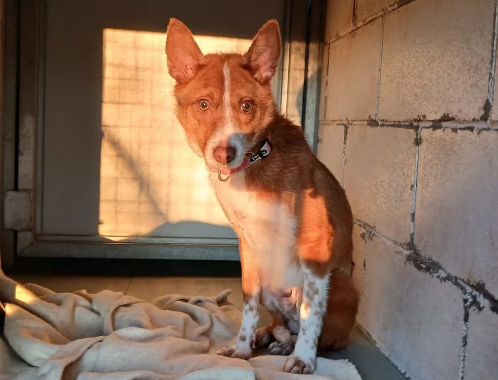 PATRICK, male young Podenco for adoption at ANAA Madrid, Madrid