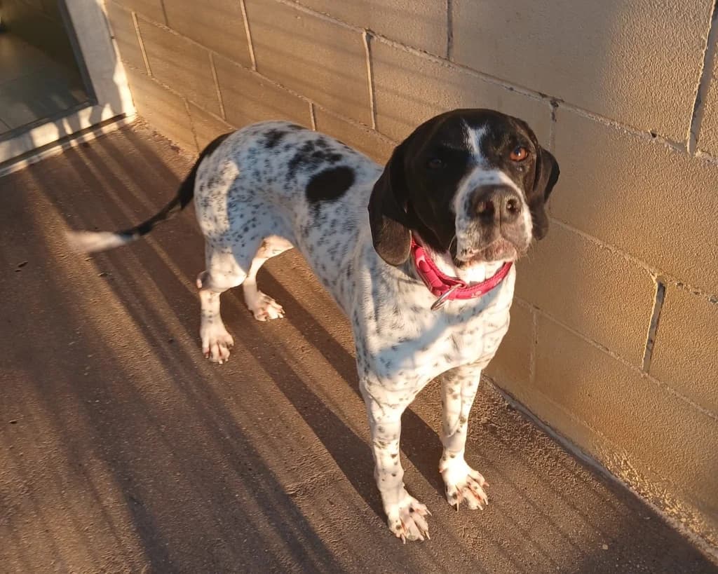 MARZO, male young Pointer for adoption at ANAA Madrid, Madrid