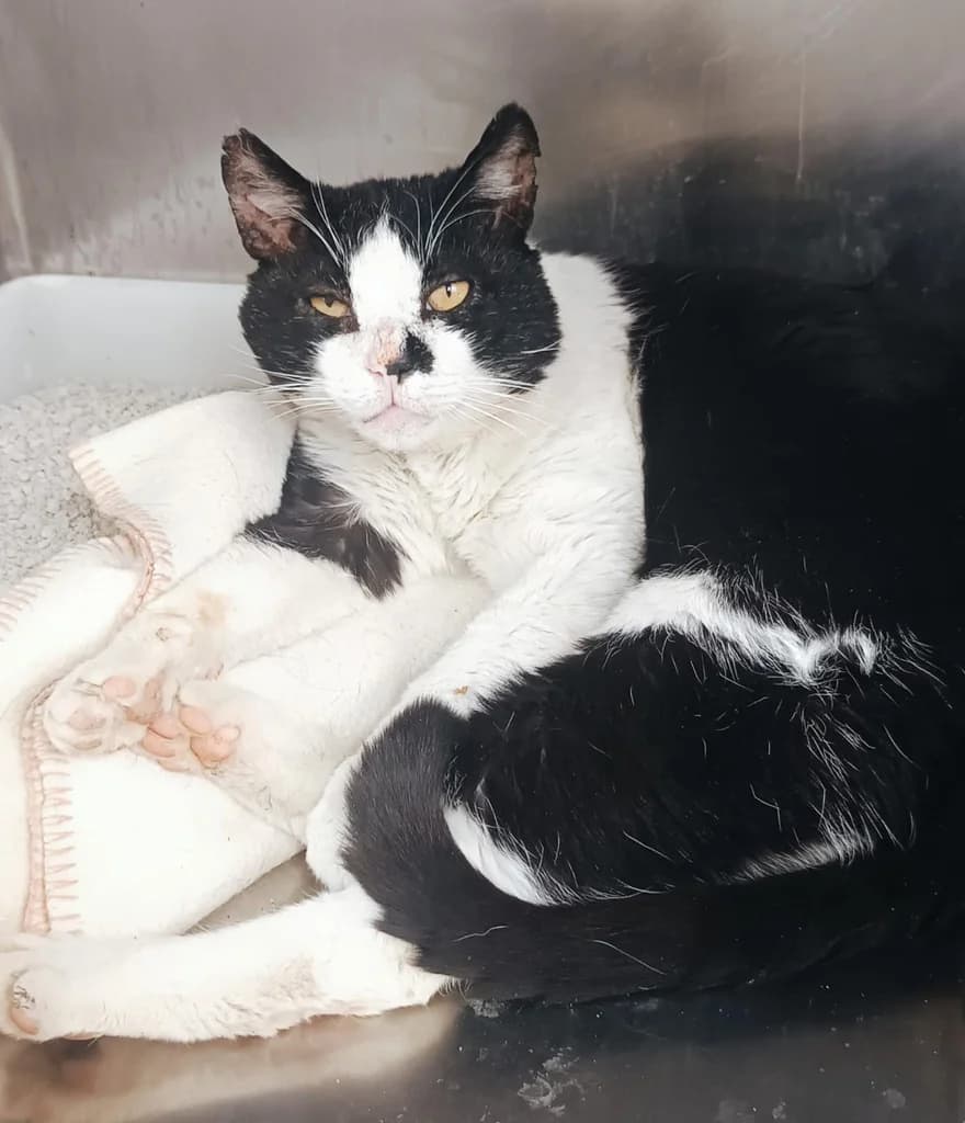 FALCONETI, male 7yo Mixed Breed for adoption at ANAA Madrid, Madrid