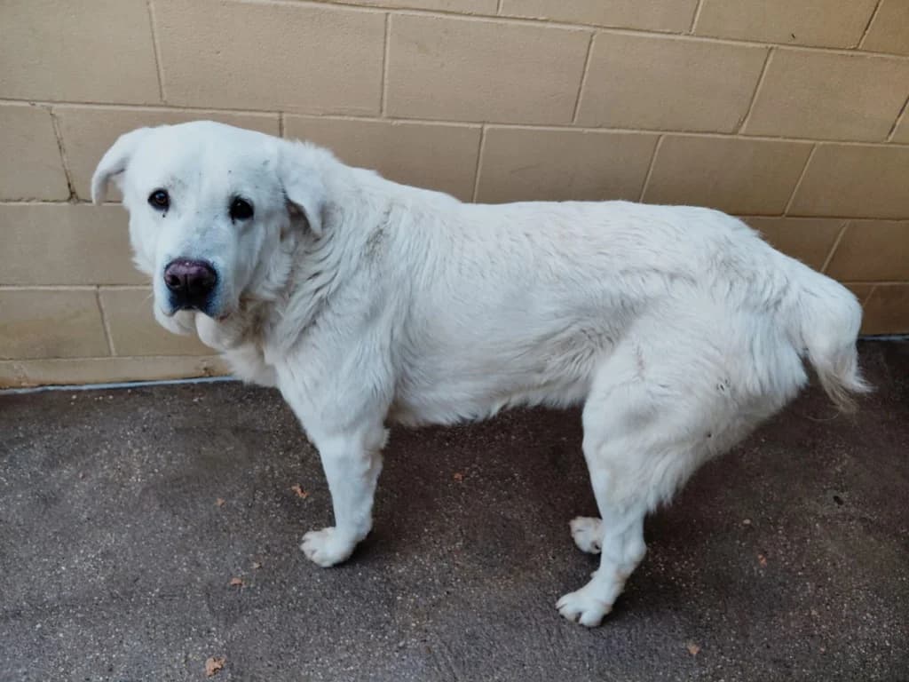 CASPER, male 4yo mixed breed for adoption at ANAA Madrid, Madrid