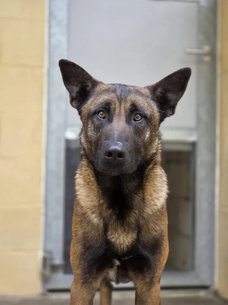 DARYL, male young Belgian Malinois for adoption at ANAA Madrid, Madrid