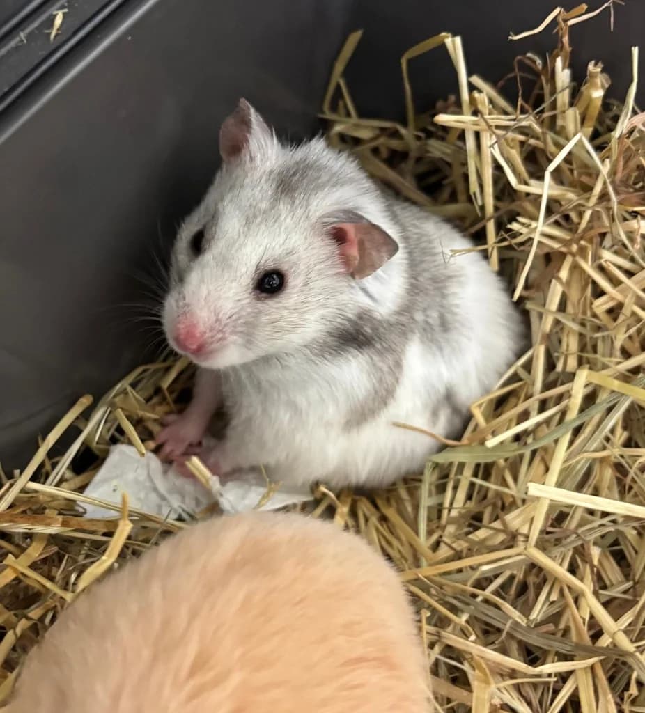 WONDERWOMAN, female Mixed Breed for adoption at ANAA Madrid