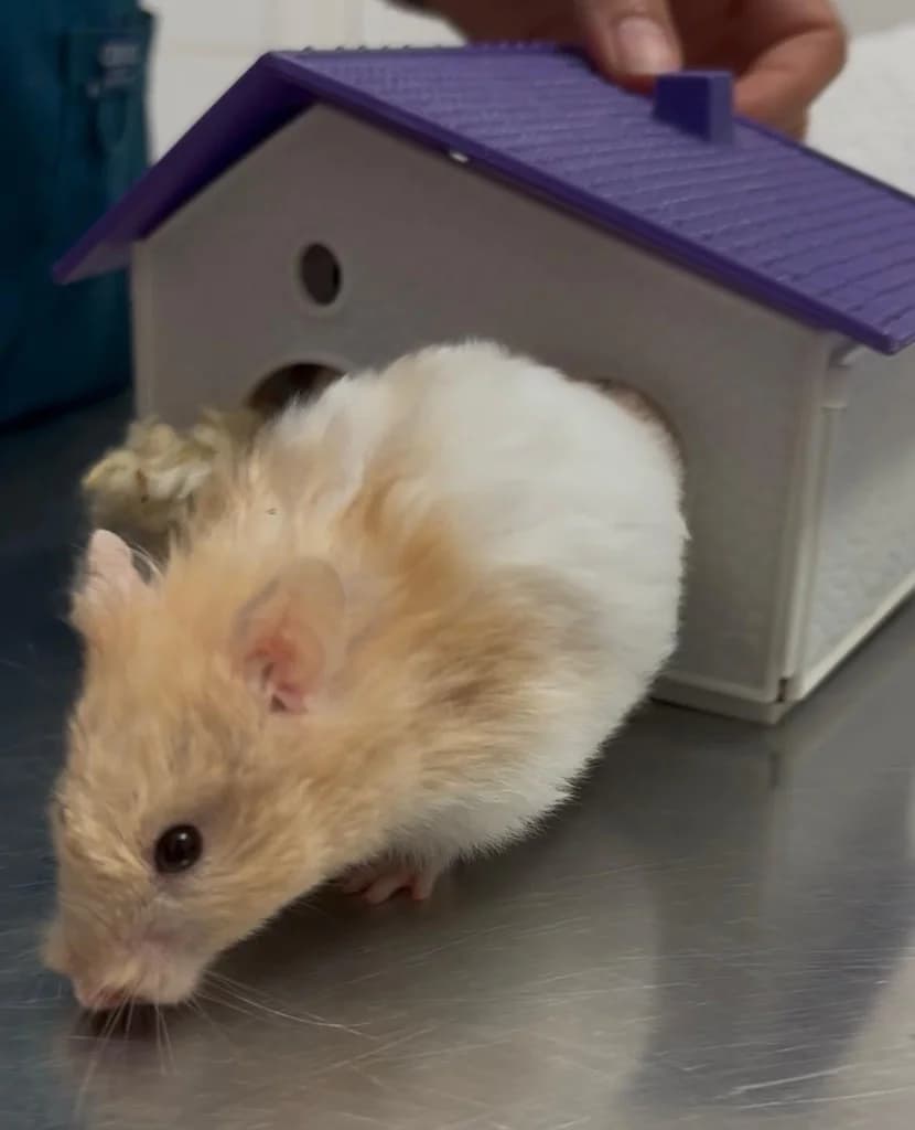 SUPERWOMAN, female Mixed Breed for adoption at ANAA Madrid