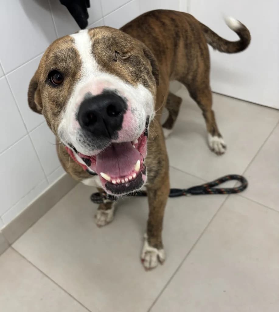 MUFI, male 4yo Staffordshire Bull Terrier for adoption at ANAA Madrid, Madrid