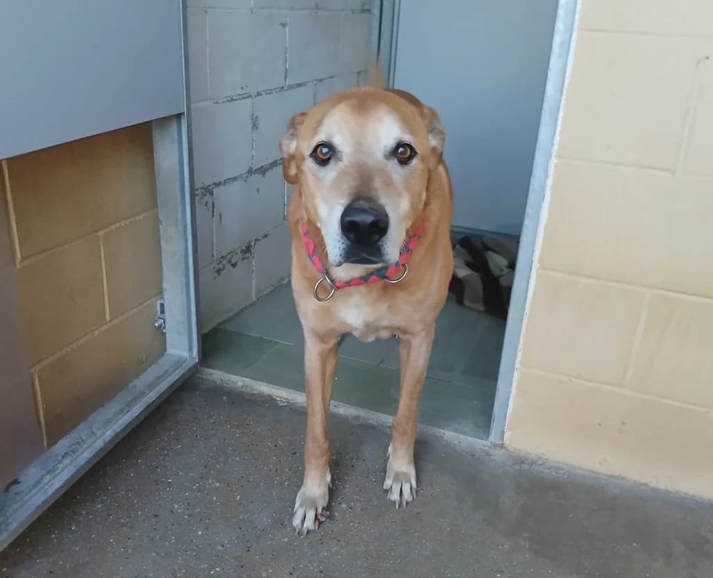 REY, male senior mixed breed for adoption at ANAA Madrid, Madrid