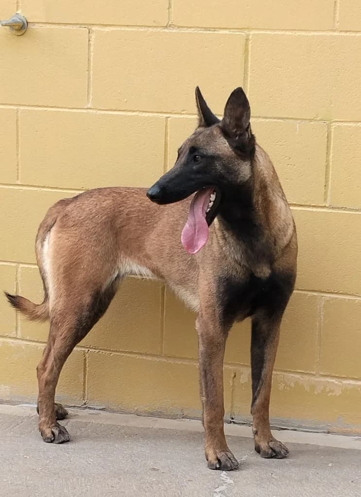 LIA, female young Belgian Malinois for adoption at ANAA Madrid, Madrid