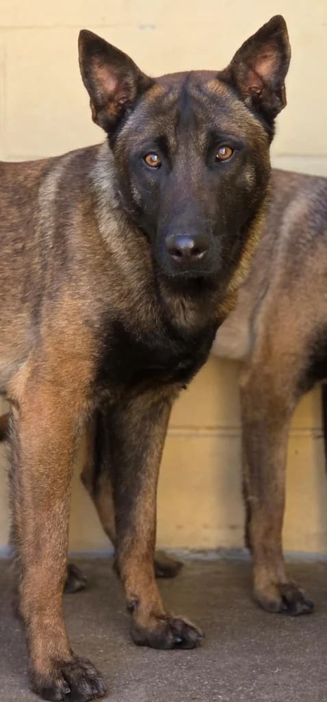MERLE, male young Belgian Malinois for adoption at ANAA Madrid, Madrid