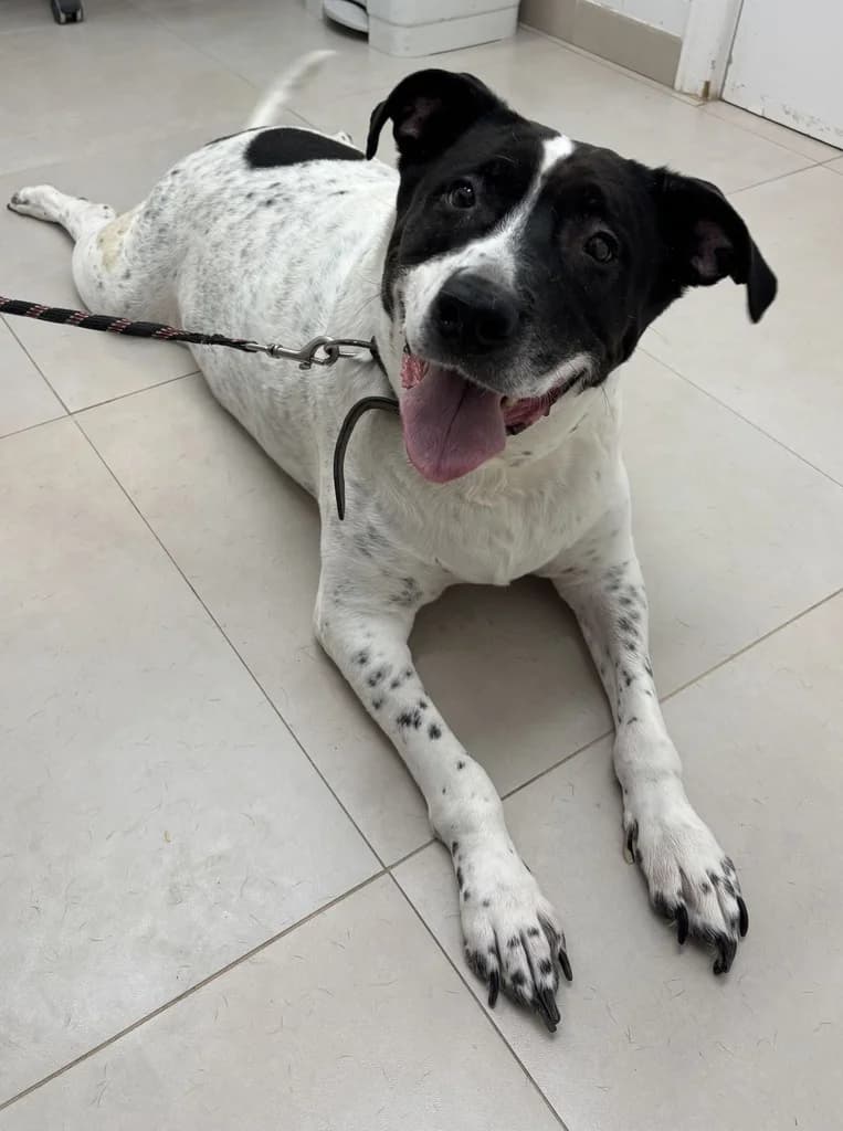 SAFIRA, female senior mixed breed for adoption at ANAA Madrid, Madrid