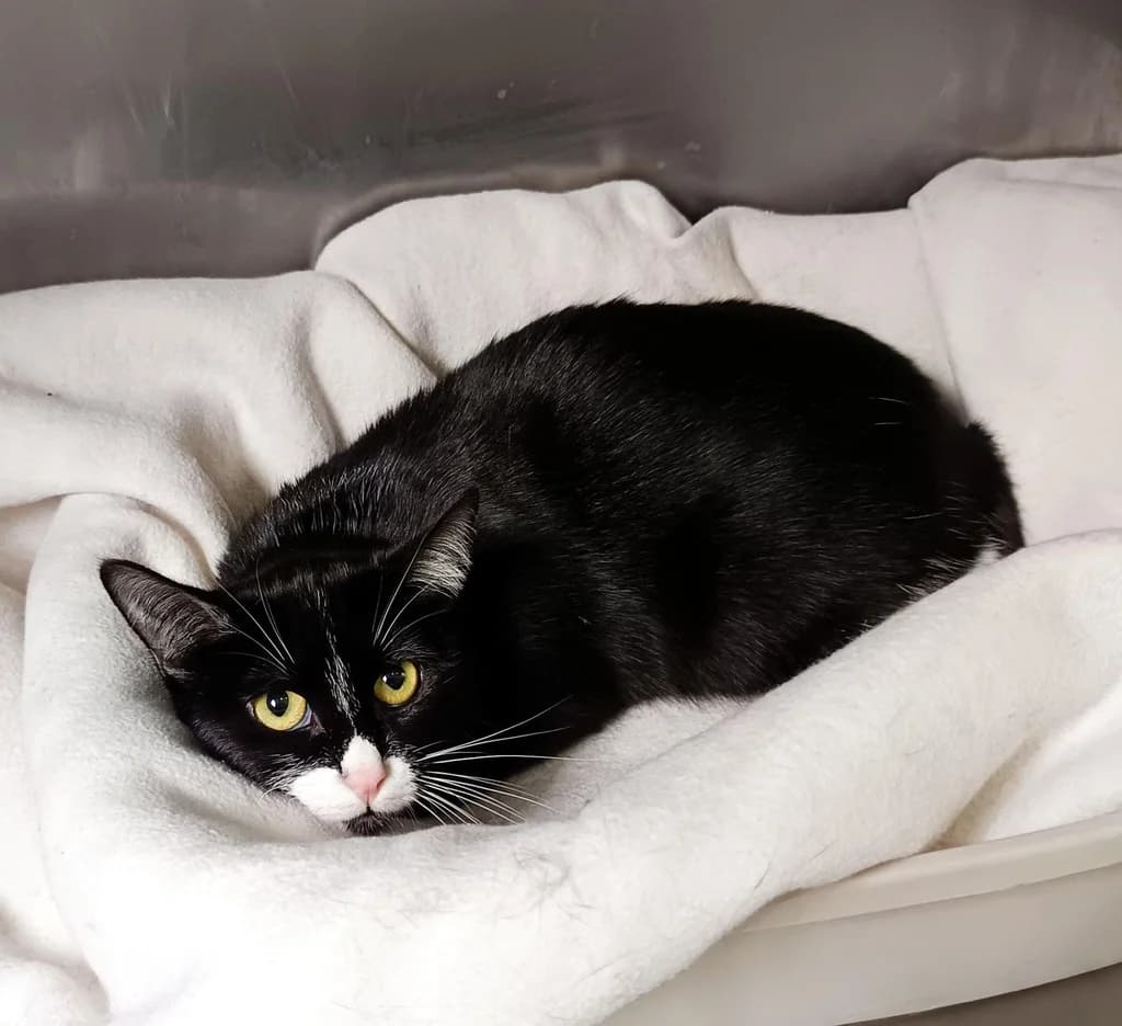 KAILA, female young Mixed Breed for adoption at ANAA Madrid, Madrid