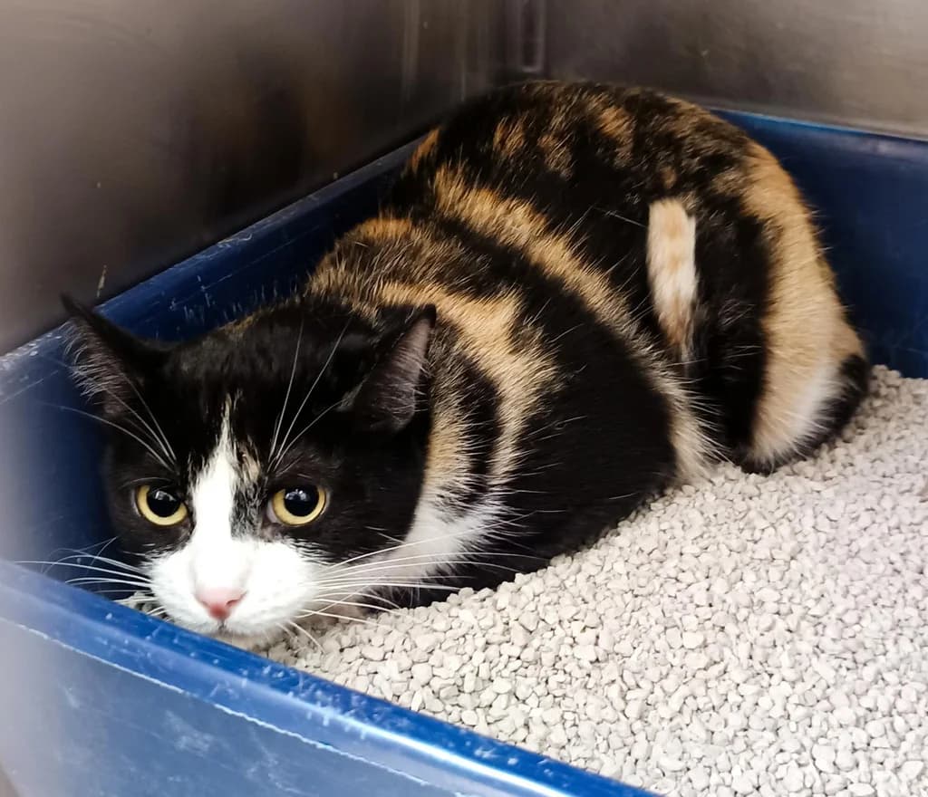 MISSI, female 7yo Mixed Breed for adoption at ANAA Madrid, Madrid