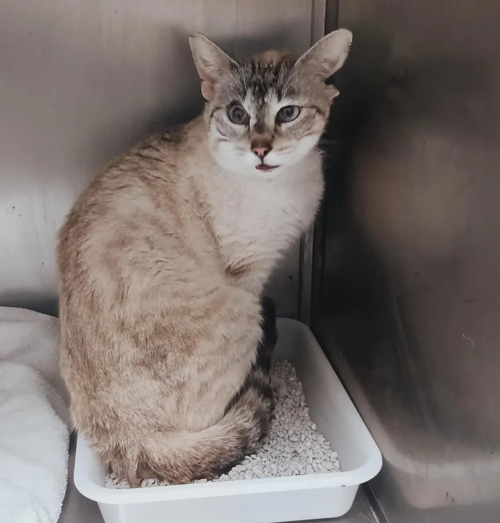 PUZZLE, male Siamese for adoption at ANAA Madrid, Madrid