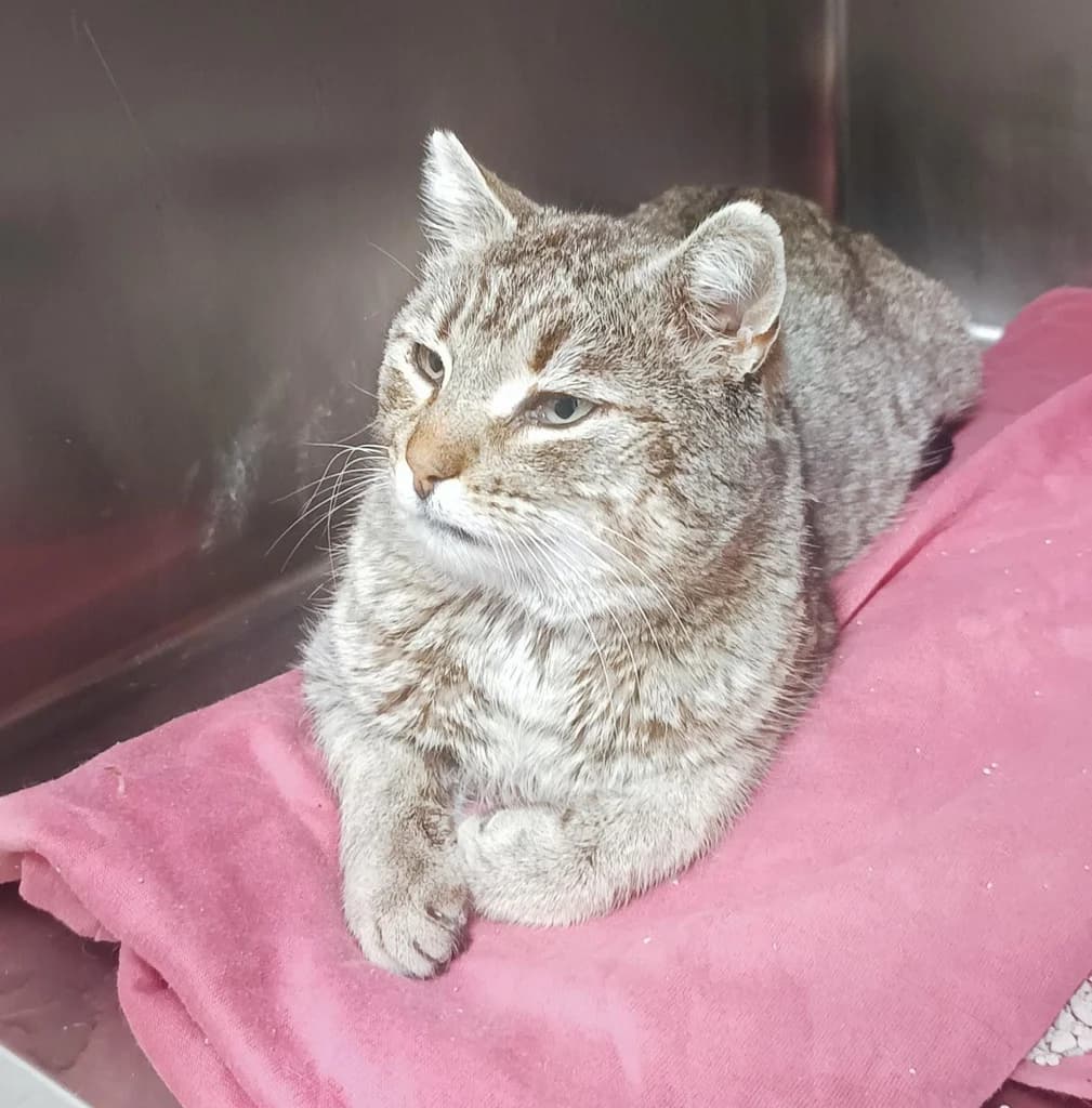 SALOR, male young Mixed Breed for adoption at ANAA Madrid, Madrid