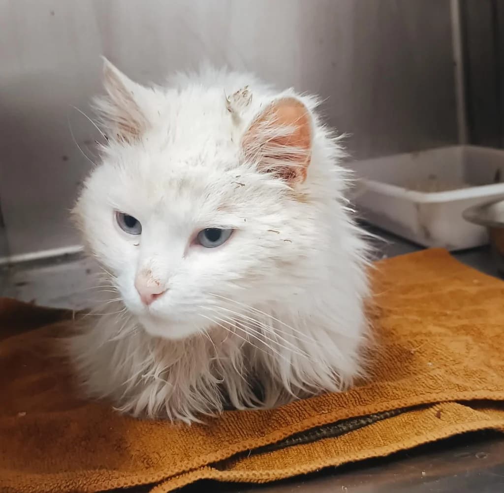 BALDY, female Persian for adoption at ANAA Madrid