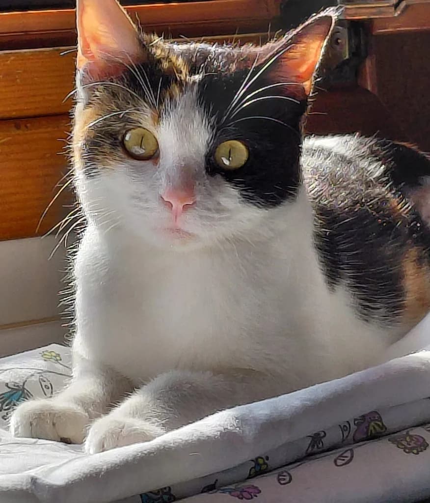 AMBAR, female puppy Mixed Breed for adoption at ANAA Madrid, Madrid