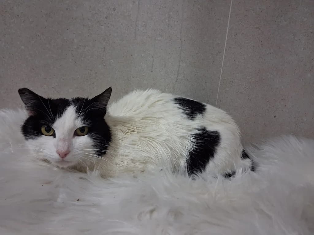 SELINA, female Mixed Breed for adoption at ANAA Madrid