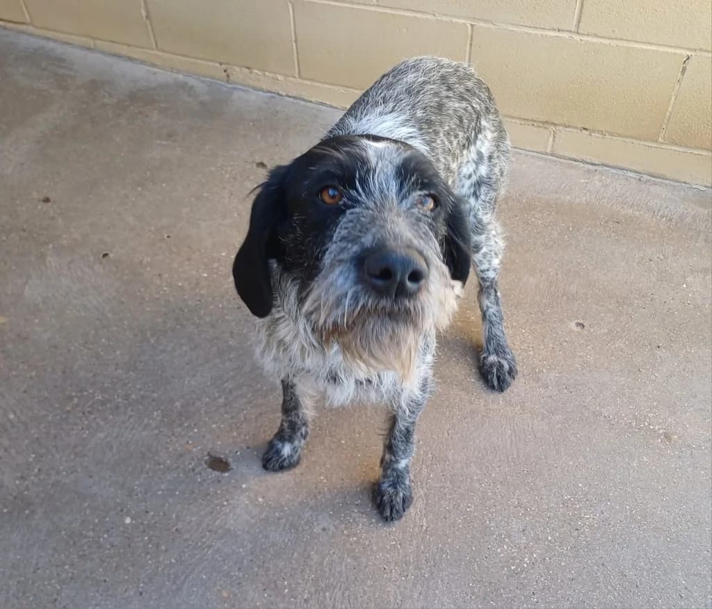 PEGATINA, female young mixed breed for adoption at ANAA Madrid, Madrid