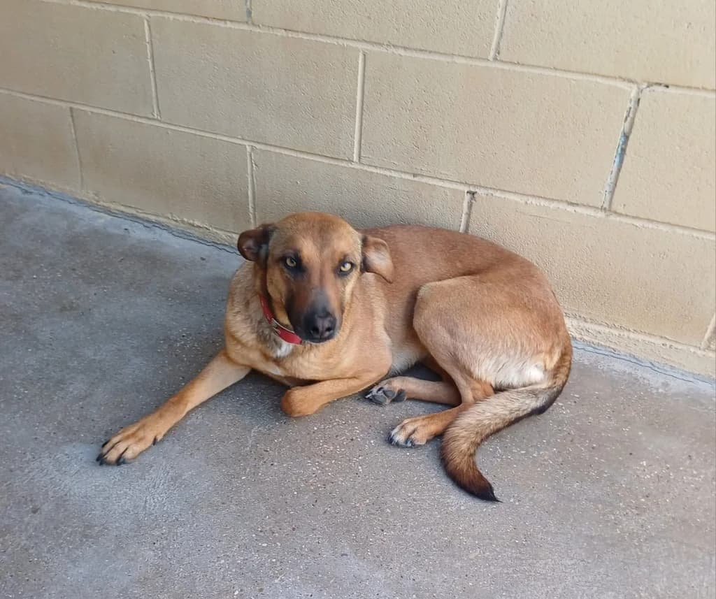 CHILI, female Mixed Breed for adoption at ANAA Madrid