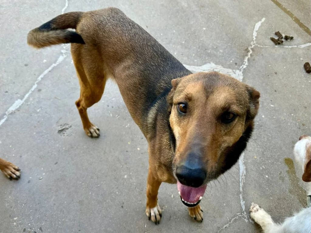 PEPPER, female 3yo Mixed Breed for adoption at ANAA Madrid, Madrid