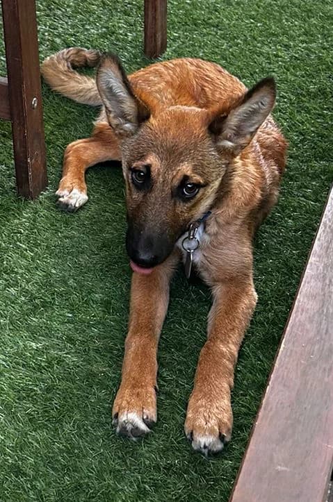 MALTA, female puppy Belgian Malinois for adoption at ANAA Madrid, Madrid