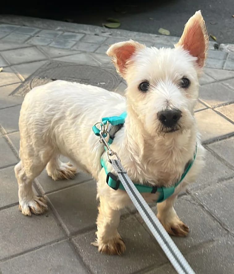 COSMOS ASTROS, male 7yo mixed breed for adoption at ANAA Madrid, Madrid