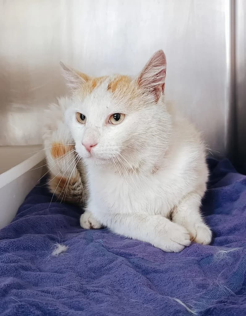 SALVA, male young Mixed Breed for adoption at ANAA Madrid, Madrid