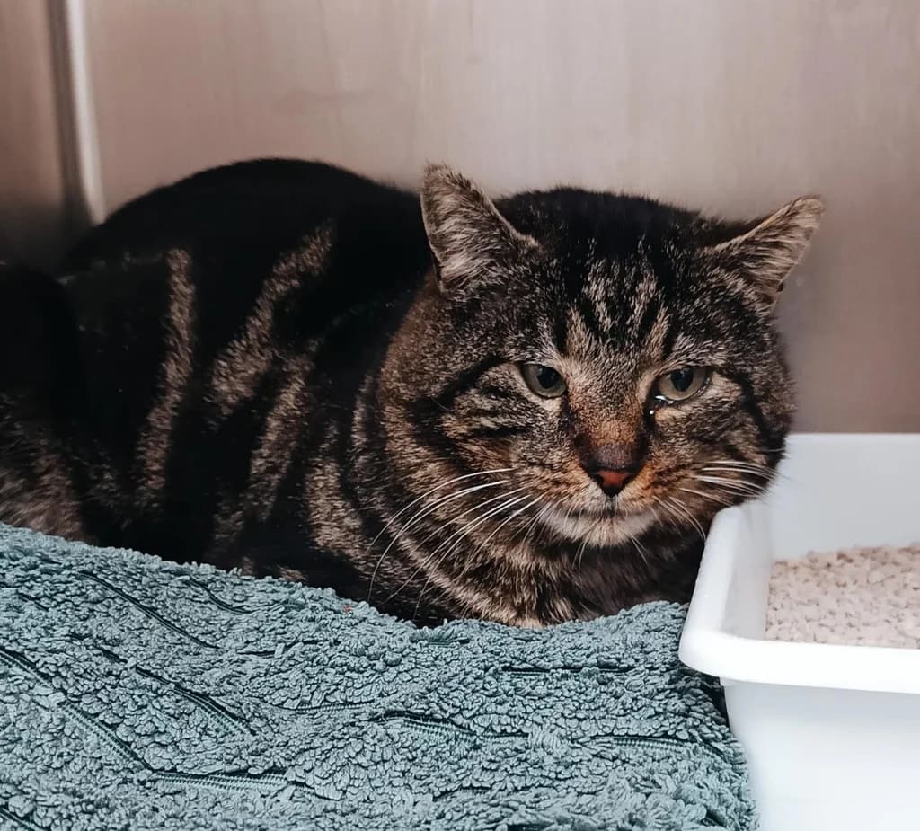 MELON, male 5yo Mixed Breed for adoption at ANAA Madrid, Madrid