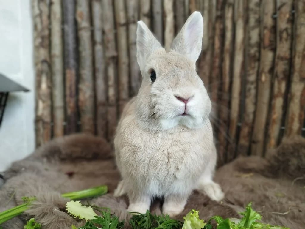 NELO, male young mixed breed for adoption at ANAA Madrid, Madrid